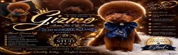 Toy Poodle dogs for stud: Choclate n tan phantom toy poodle stud boy  - Advert 1