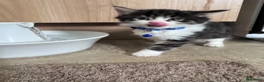 The fluffy one with the blue collar
