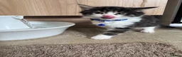 Mixed Breed cats for sale: Four lovely kittens - Advert 12