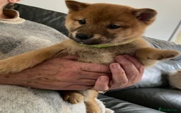 Japanese Shiba Inu dogs for sale: Gorgeous Shibas  - Image 20