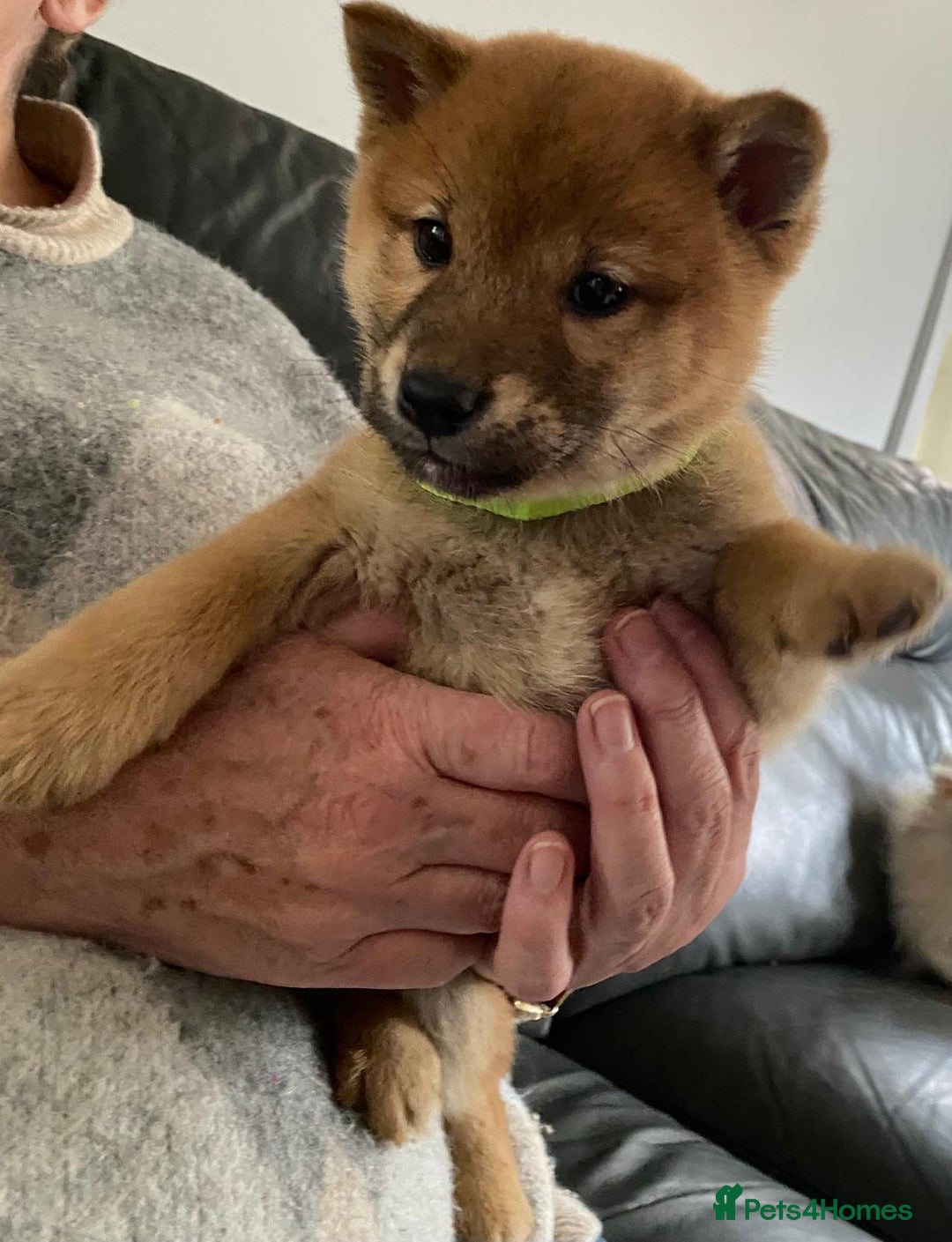 Japanese Shiba Inu dogs for sale: Gorgeous Shibas  - Image 20