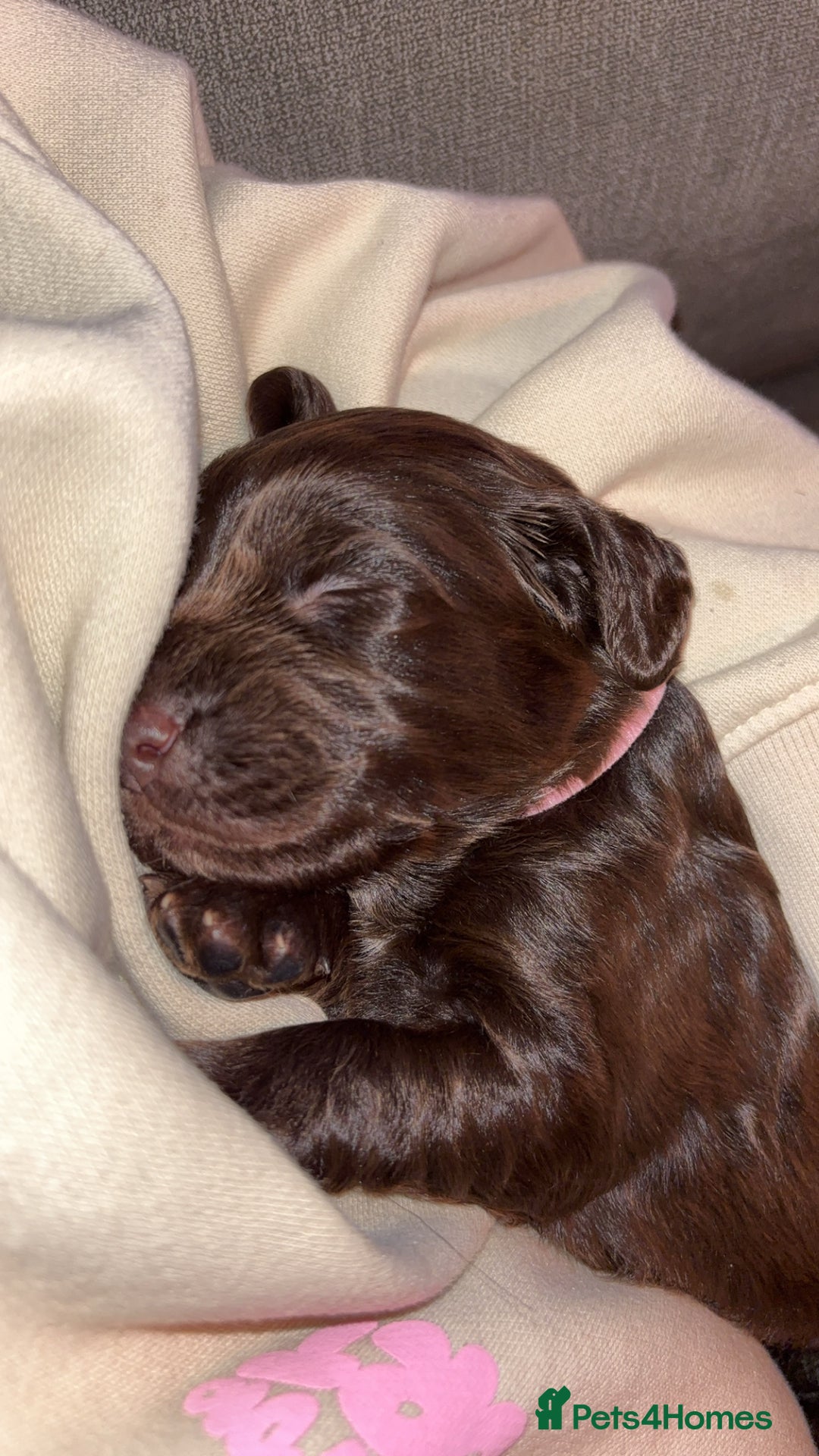 Cockerdor dogs for sale: Cockerdor puppies - Advert 5