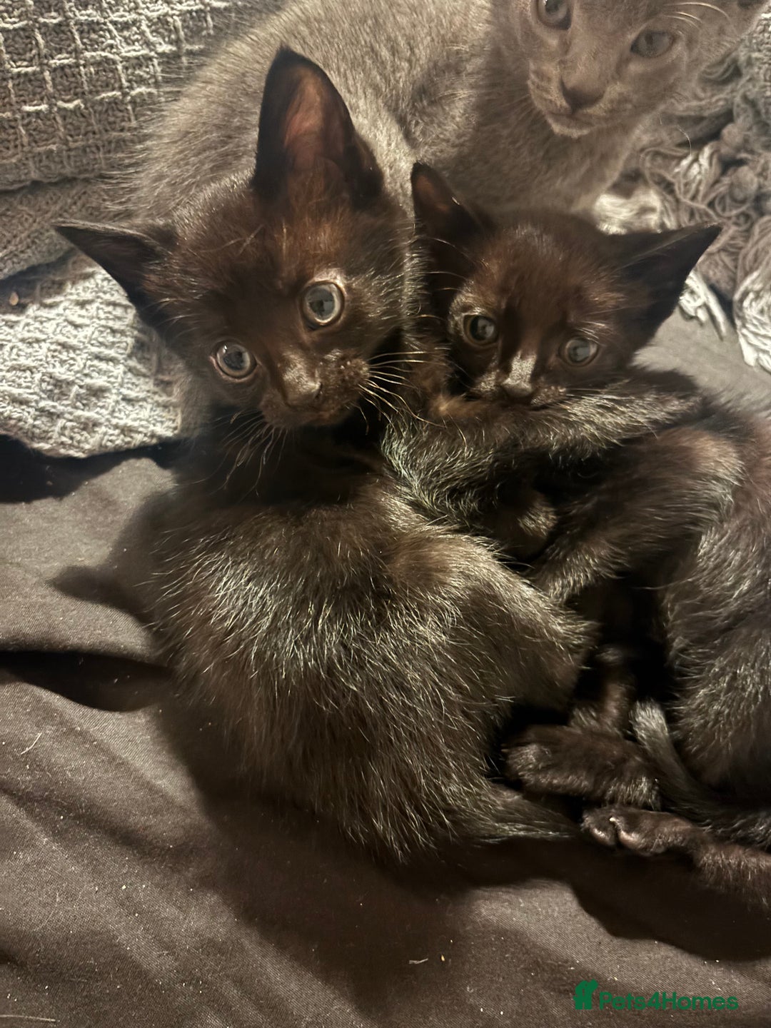 British Shorthair cats for sale: Beautiful Tuxedo kittens available - Advert 2