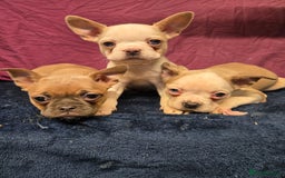 French Bulldog dogs for sale: French bulldog pups pink/fluffy READY NOW - Advert 9