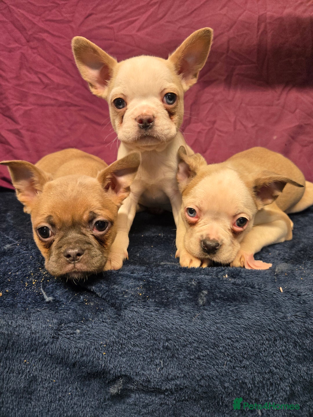 French Bulldog dogs for sale: French bulldog pups pink/fluffy READY NOW - Advert 9