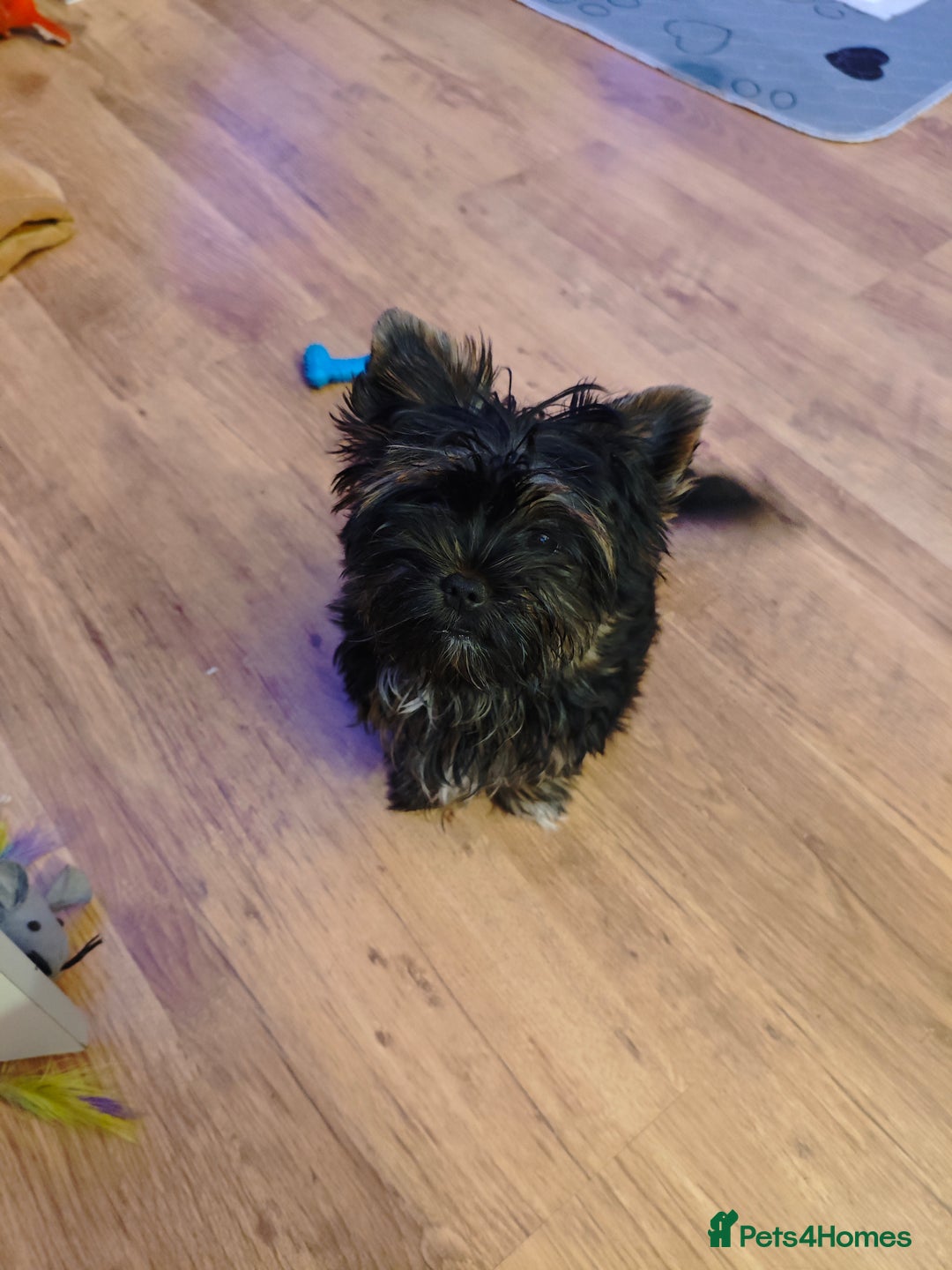 Yorkshire Terrier dogs for sale: wonderful Yorkshire girl - Advert 9