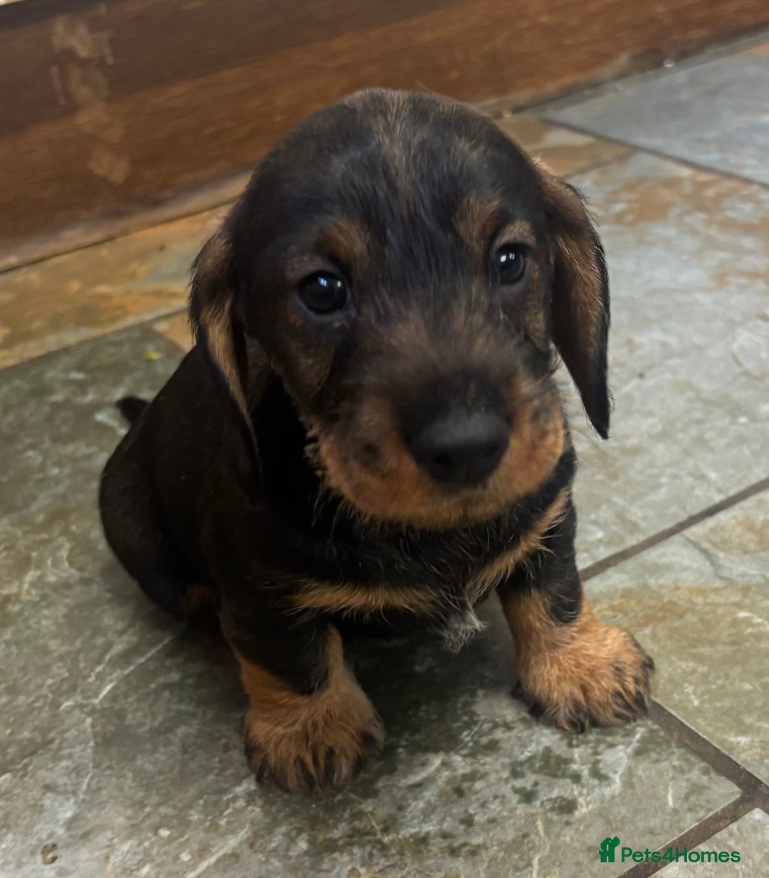 Dachshund dogs for sale: Wire haired dachschund (teckel) puppies - Image 3