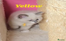 Ragdoll cats for sale: Pure Ragdoll Kittens (Mitted) - Image 7
