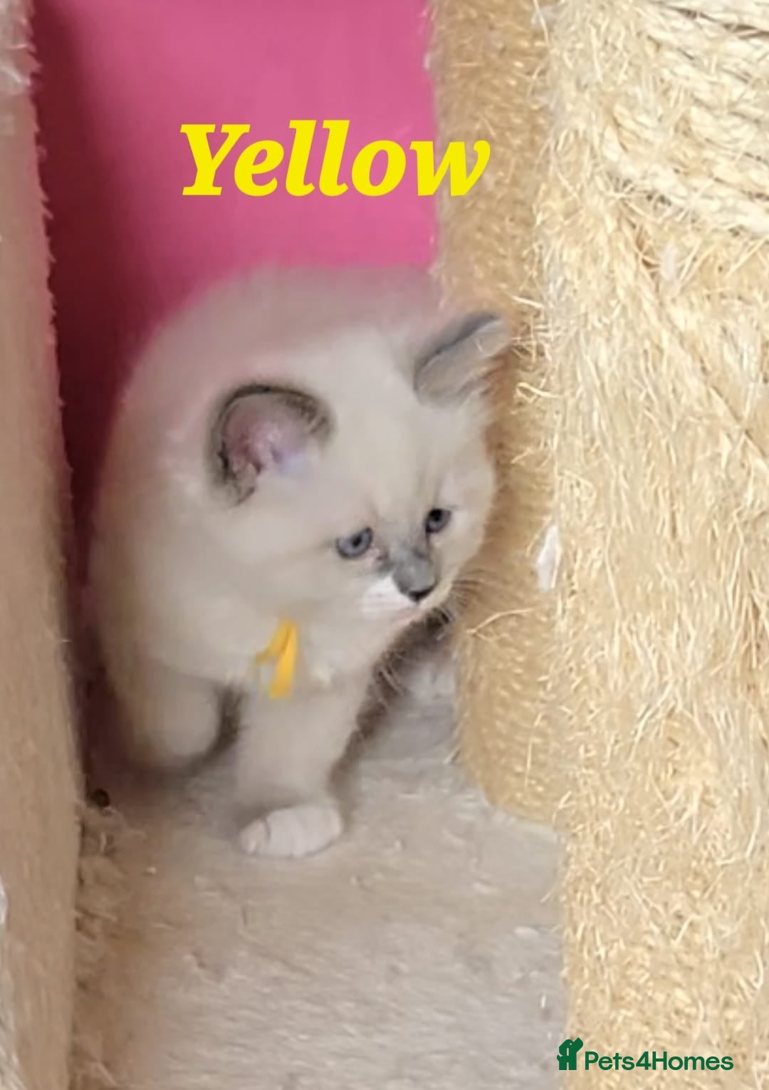 Ragdoll cats for sale: Pure Ragdoll Kittens (Mitted) - Image 7