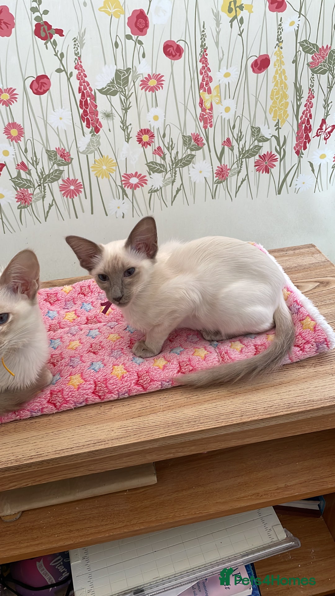 Balinese cats for sale: Lilac tabby Balinese kitten - Advert 7