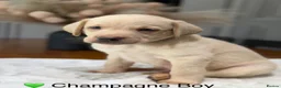 Labrador Retriever dogs for sale: Health tested yellow/champagne Labrador puppies - Advert 8