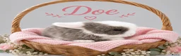 Mini Lop rabbits for sale: Pure breed Mini Lops - Advert 2