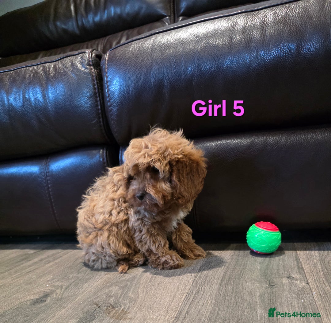 Cockapoo dogs for sale:  Adorable cockapoo pups ready to go 🐶 - Advert 23