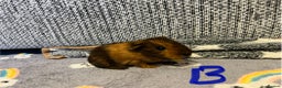 Guinea Pig rodents for sale: 🩷💙Girl and boy baby guinea pigs  - Advert 3