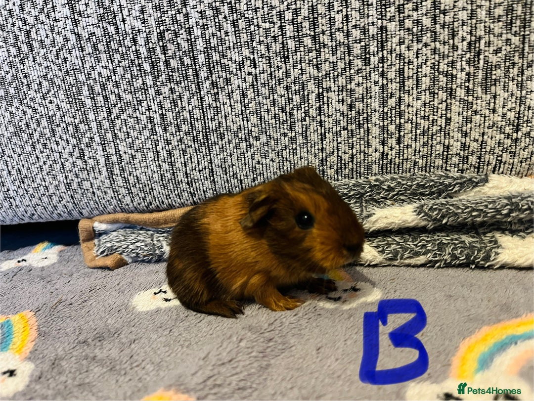 Guinea Pig rodents for sale: 🩷💙Girl and boy baby guinea pigs  - Advert 3