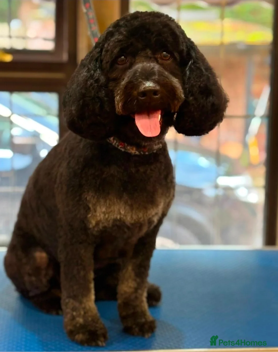 Cockapoo dogs for sale: Stunning Cockapoo's for sale. - Advert 1