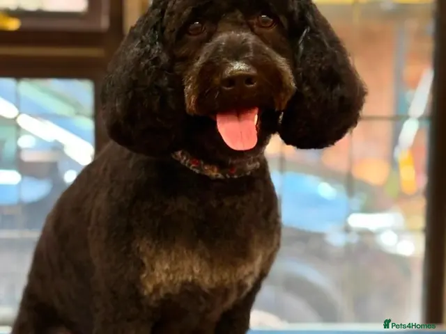 Cockapoo dogs for sale: Stunning Cockapoo's for sale. - Advert 1