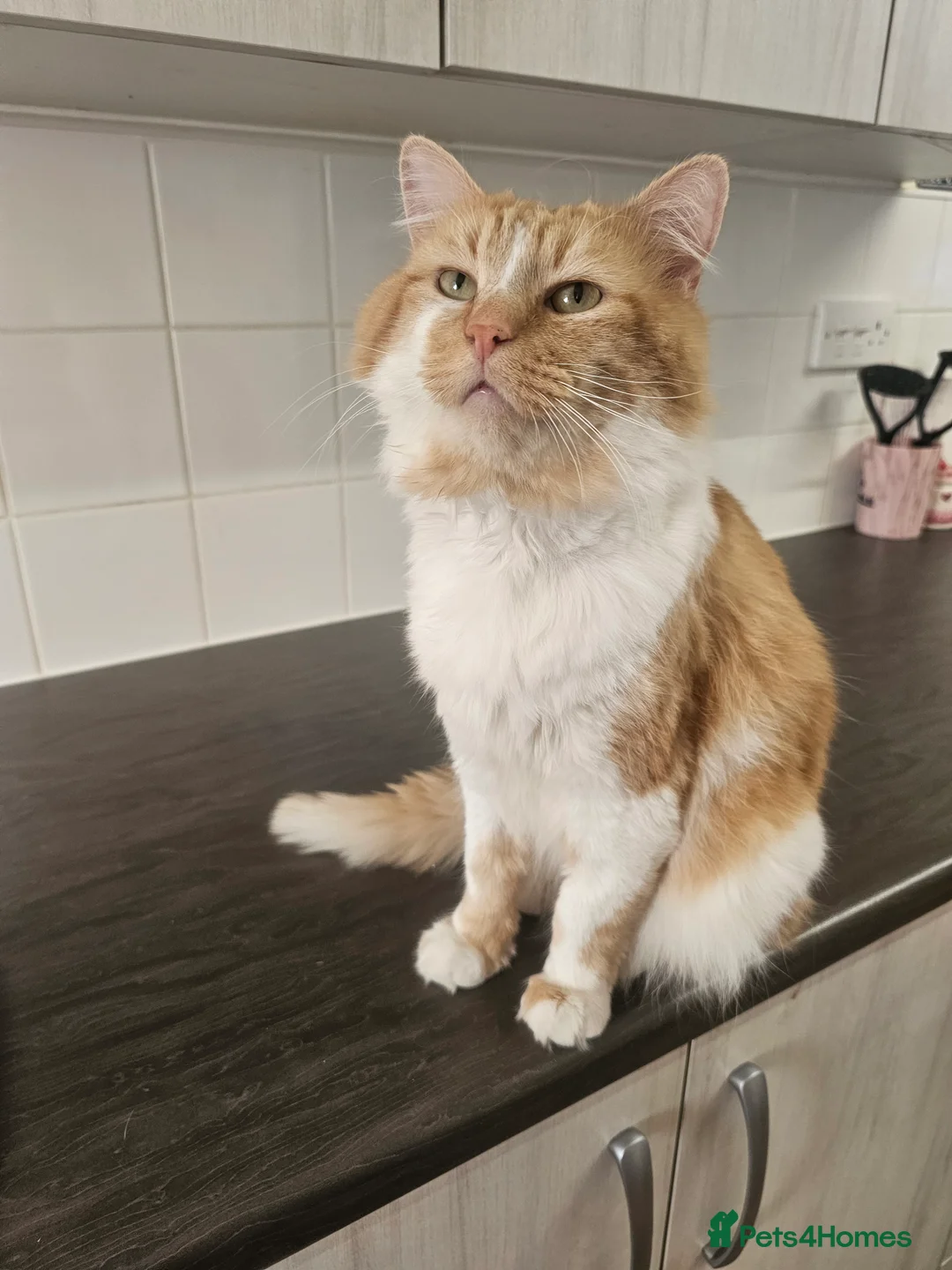 Mixed Breed cats for sale: Tabby x maincoon mix kittens - Advert 6