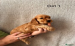 Cocker Spaniel dogs for sale: Golden English Show Cocker Spaniel puppies - Image 21