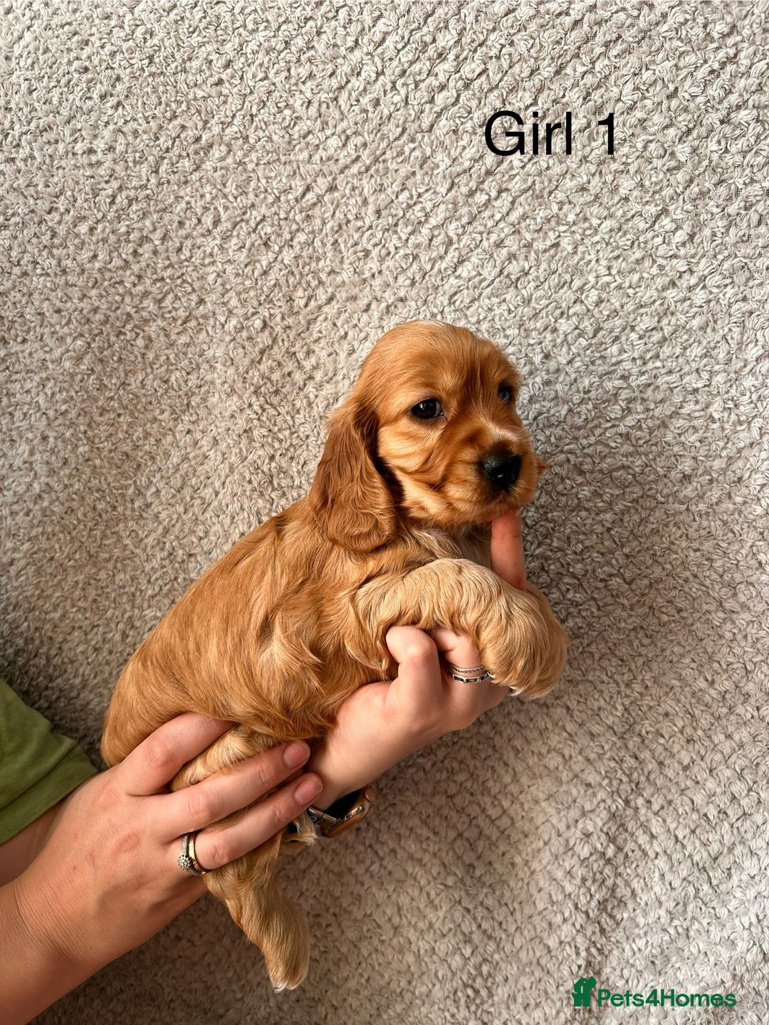 Cocker Spaniel dogs for sale: Golden English Show Cocker Spaniel puppies - Image 21