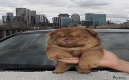 Chow Chow dogs for sale: CHOC🍫LILAC🌪️Champion KC reg🏆 pedigree chow chow - Image 9