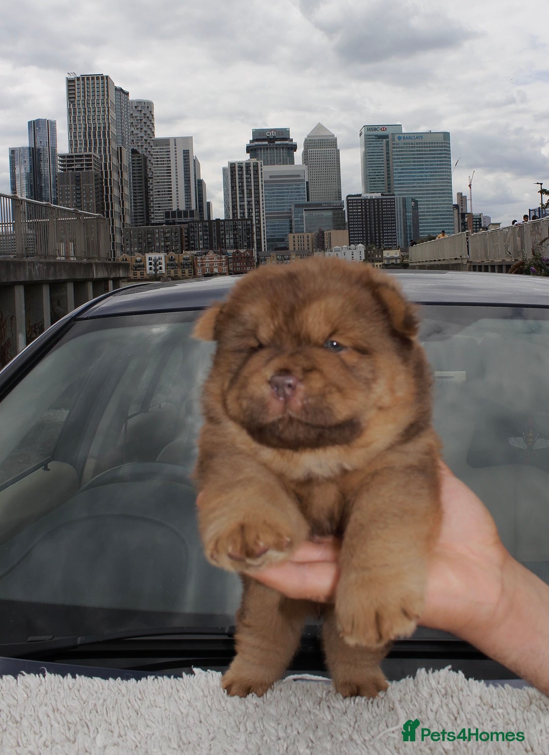 Chow Chow dogs for sale: CHOC🍫LILAC🌪️Champion KC reg🏆 pedigree chow chow - Image 9