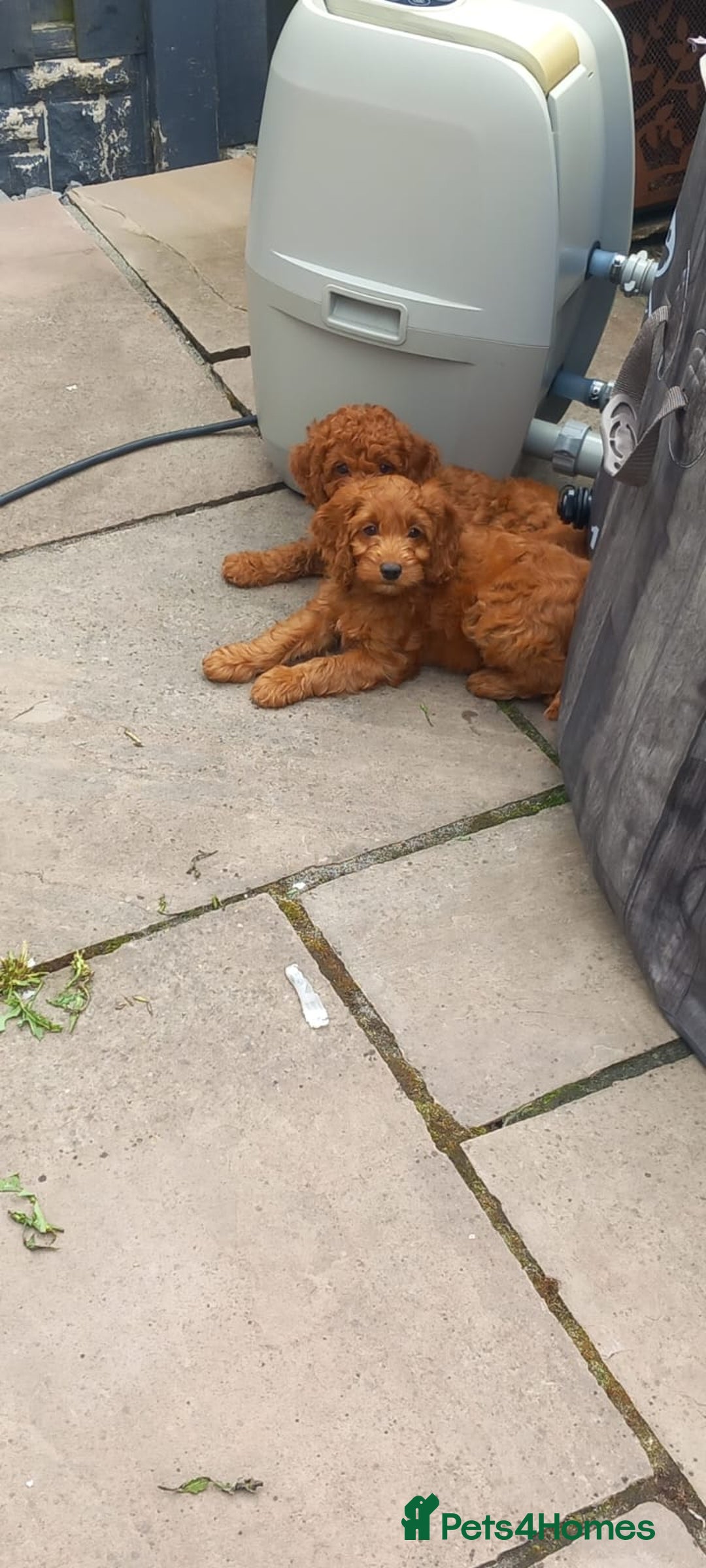 Cockapoo dogs for sale: 3 puppies left - ready now  - Image 3