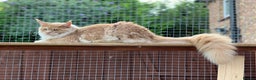 Maine Coon cats for stud: Maine Coon Pedigree for Stud.  GCCF Registered in Wellingborough - Advert 6