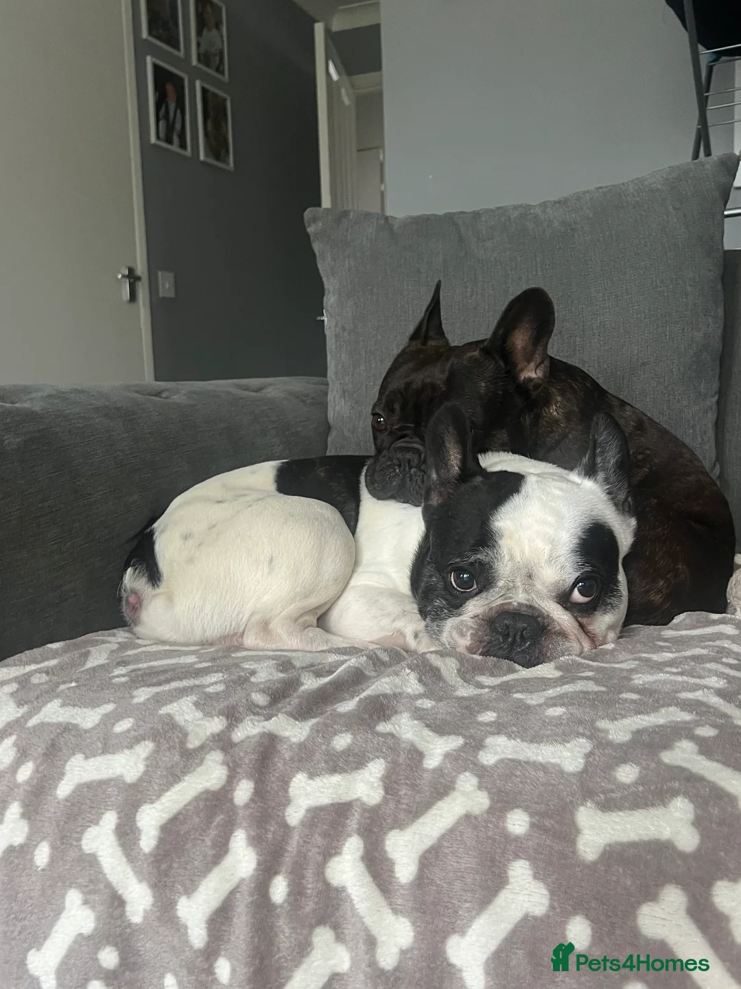 French Bulldog dogs for sale: urgent rehoming french bulldogs - Advert 4