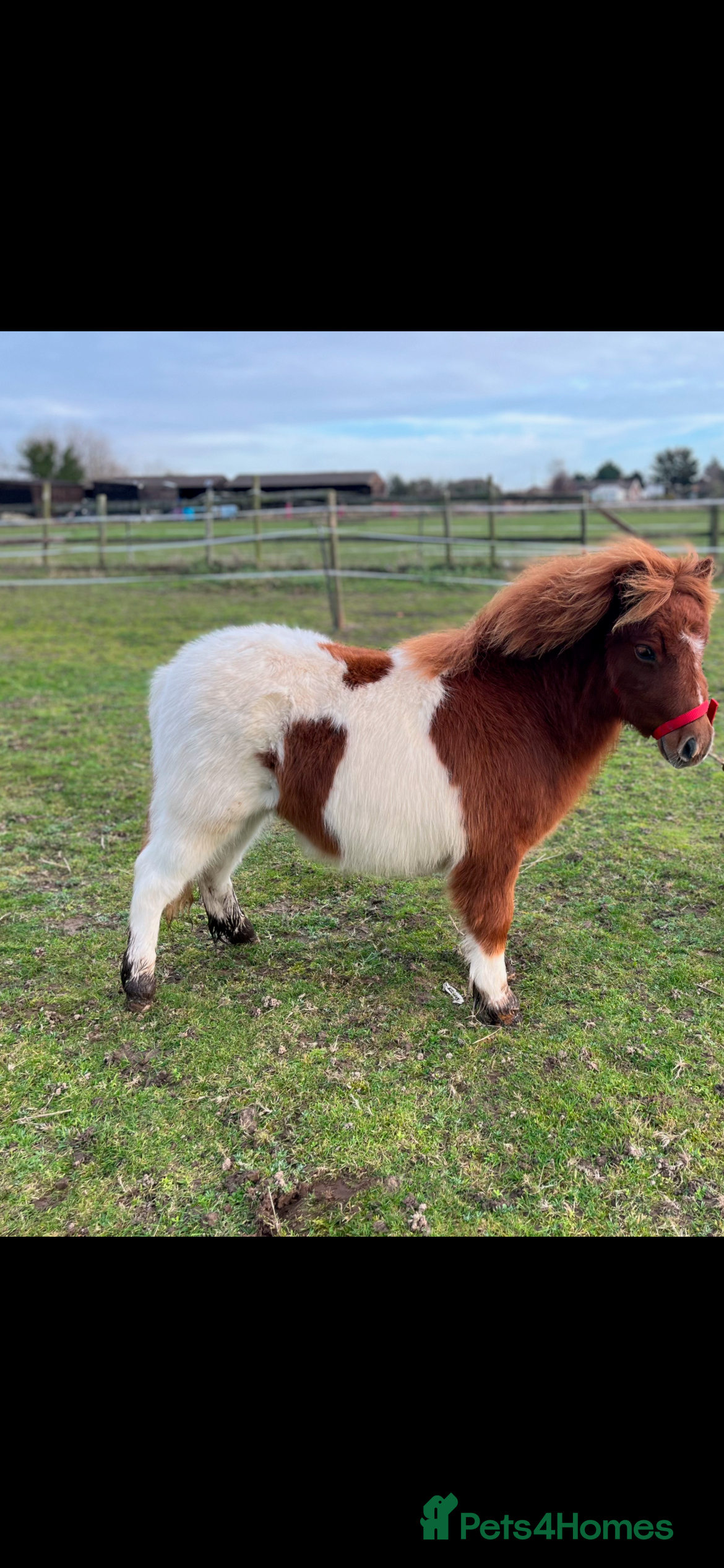 Shetland pony horses Stunning Minature Shetlands registered colts  - Advert 1