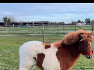 Shetland pony horses Stunning Minature Shetlands DEPOSIT SECURED - Advert 4