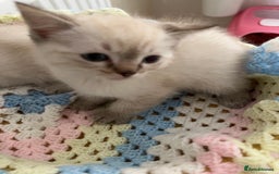 Ragdoll cats for sale: Pure Ragdoll Boys – Raised with Mum in Family Home - Image 10