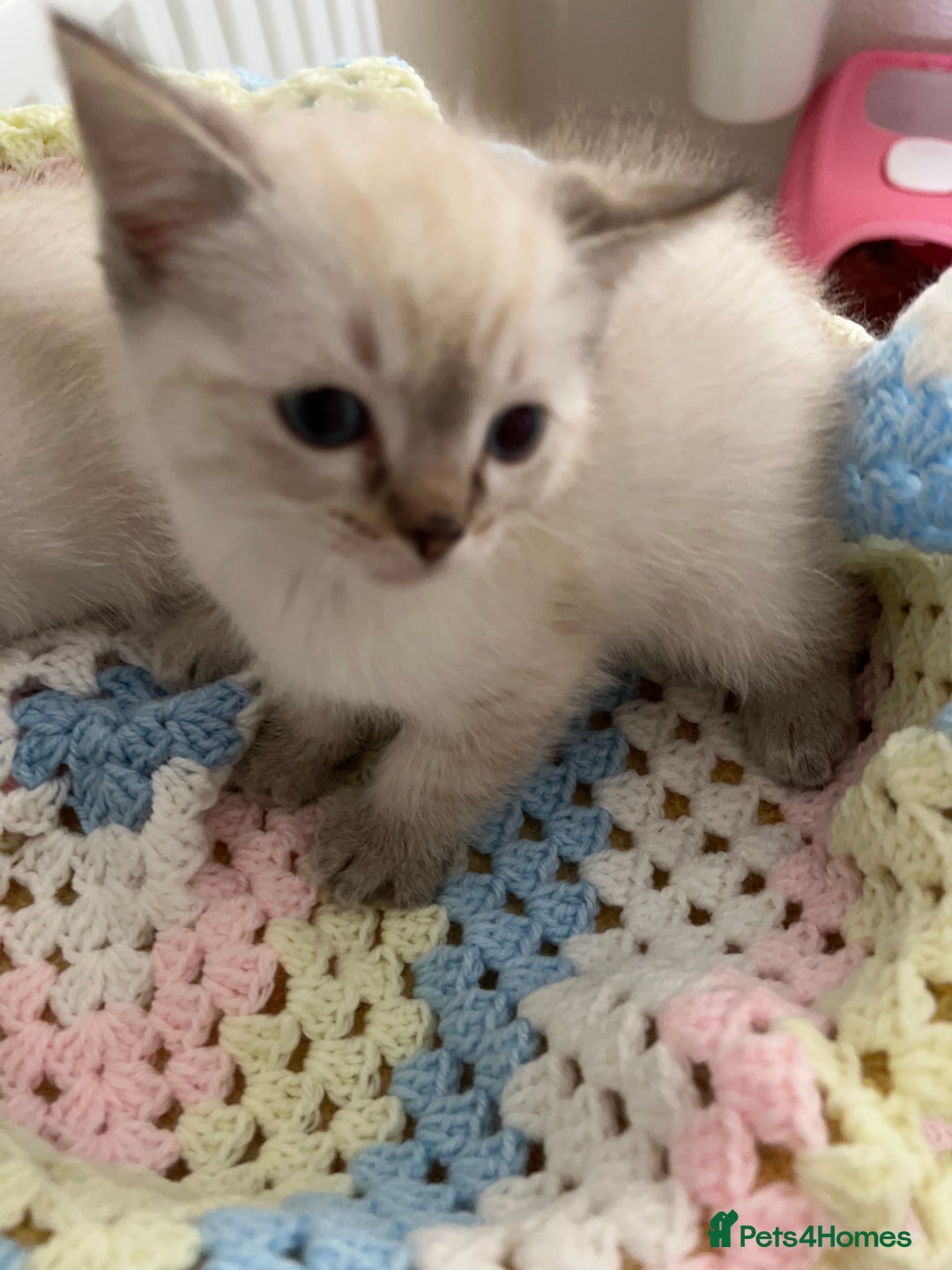 Ragdoll cats for sale: Pure Ragdoll Boys – Raised with Mum in Family Home - Image 10