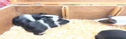 Guinea Pig rodents for sale: Dutch male/boar guinea pigs  - Advert 10