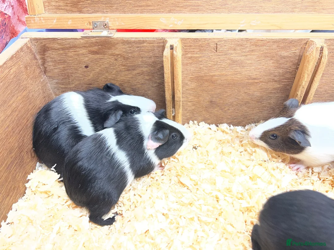 Guinea Pig rodents for sale: Dutch male/boar guinea pigs  - Advert 10