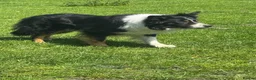 Border Collie dogs for sale: 2 Beautiful Border Collie bitch pups in Sheffield - Advert 16