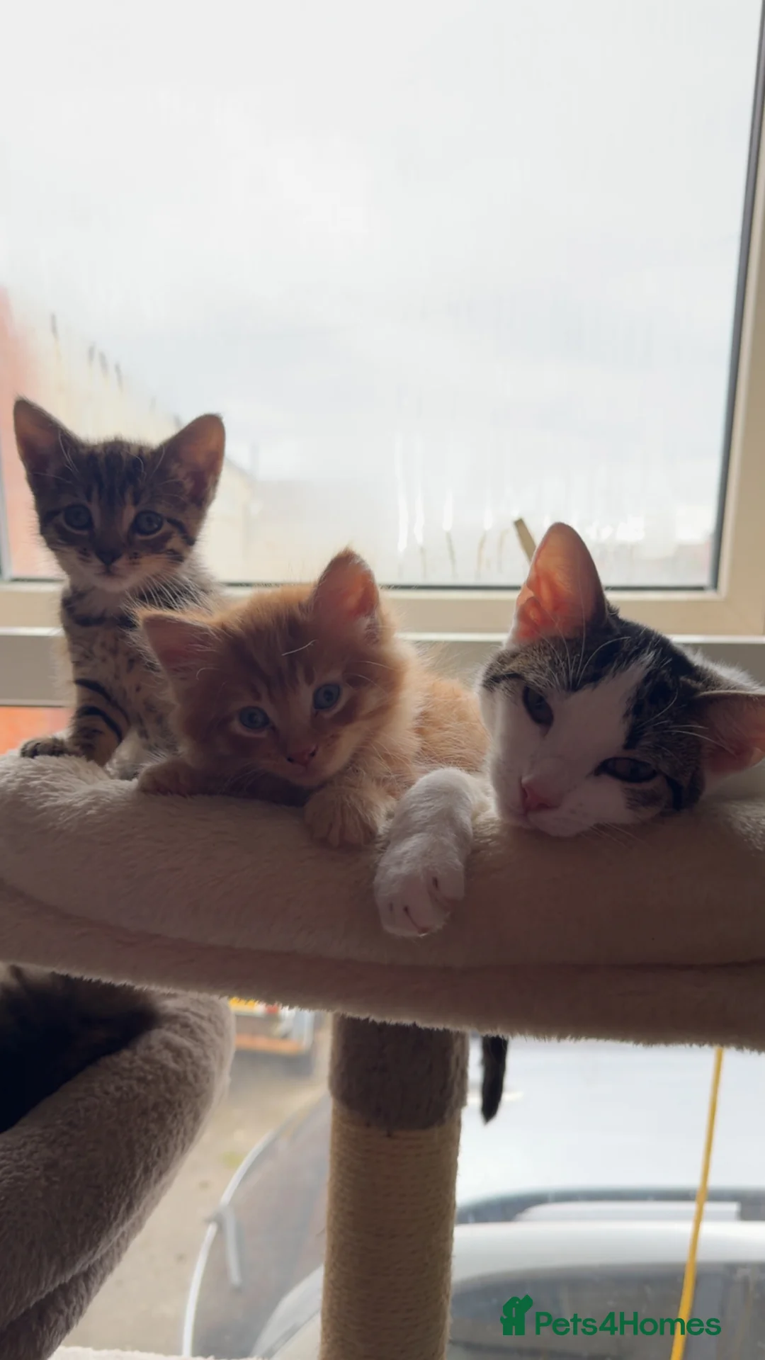 Mixed Breed cats for sale: Patch - Advert 3