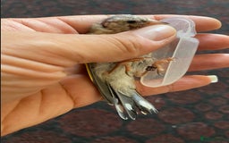 Canaries birds for sale: 2025 young BBC RING Parva goldfinch male  - Image 4