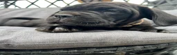 Cane Corso dogs for sale: Cane Corso Puppies in Leicester - Advert 8