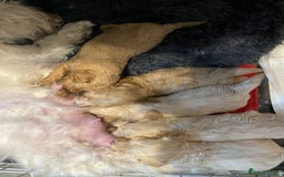 Maltipoo dogs for sale: 💗💙 **  TOY MALTIPOOS💗💙 - Image 17