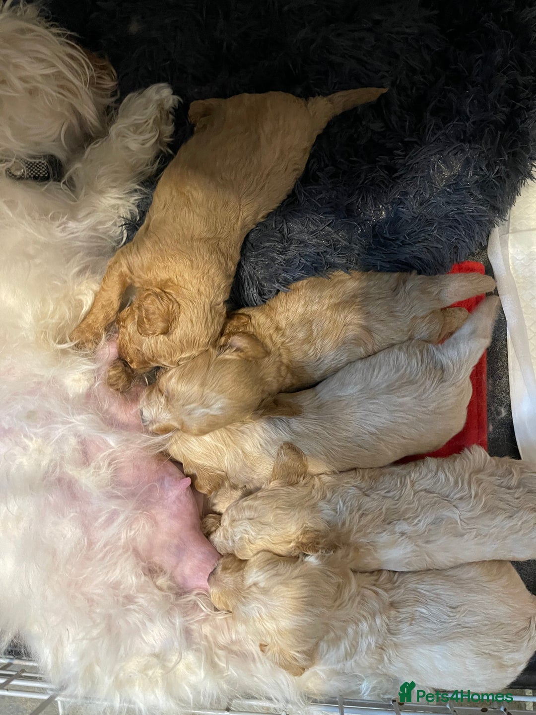 Maltipoo dogs for sale: 💗💙 **  TOY MALTIPOOS💗💙 - Image 17