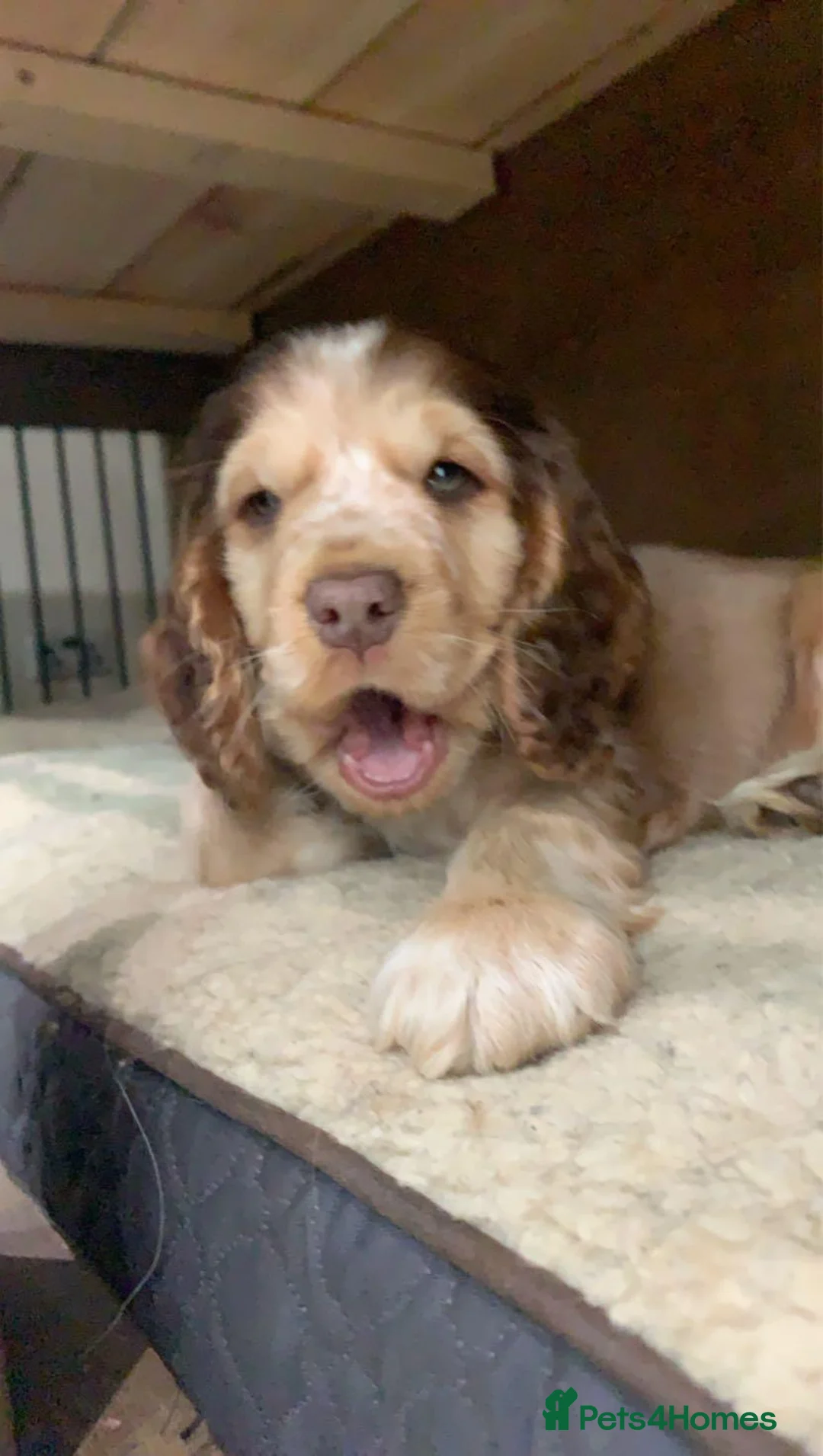 Cocker Spaniel dogs for stud: Show cocker health tested stud CHOCOLATE SABLE in Brentwood - Advert 7