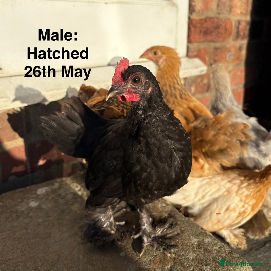 Chickens poultry for sale: Sablepoot Booted Bantam Growers (Female & Male) - Image 4