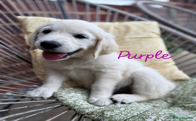 Golden Retriever dogs - Advert 1