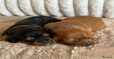 Cavalier King Charles Spaniel dogs - Advert 10