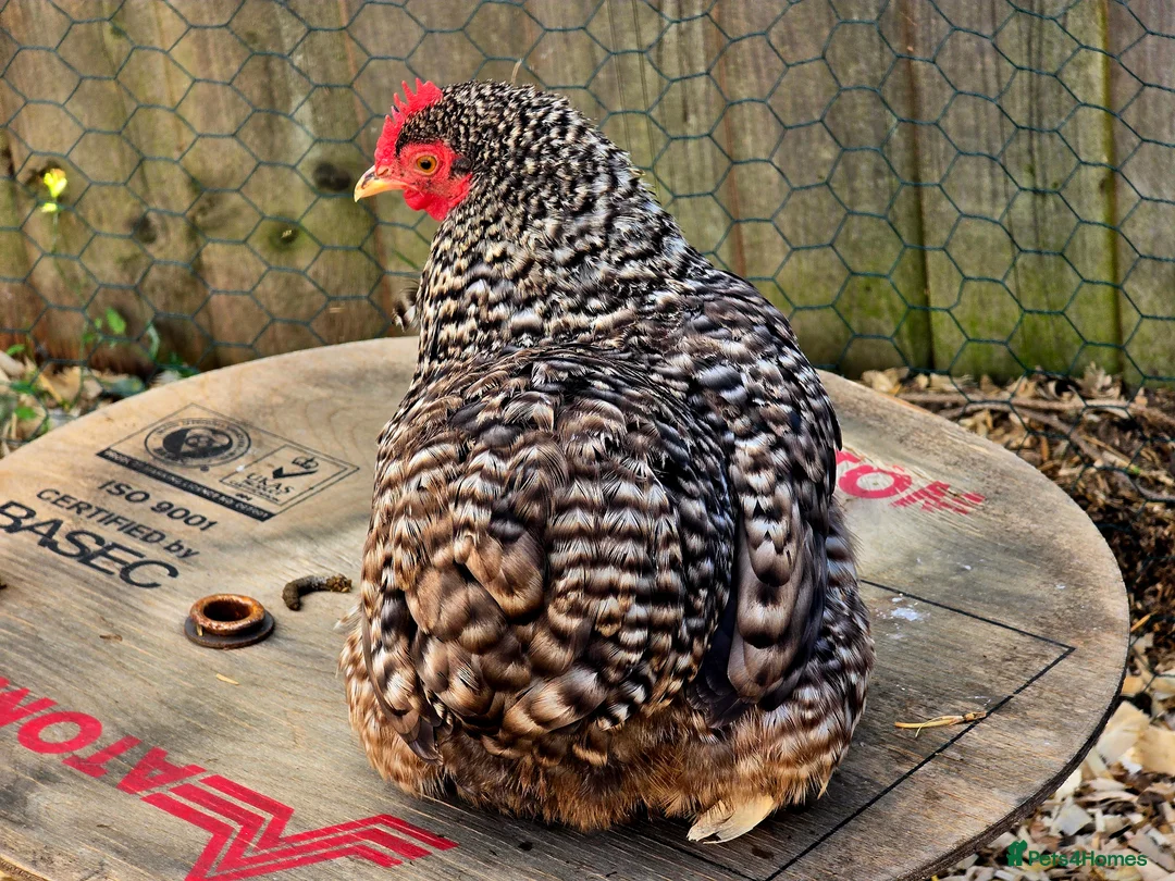 Chickens poultry for sale: Chicks & Chickens - Advert 7