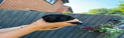 Sprocker dogs for sale: Last beautiful girl choc and tan Sprocker  - Advert 34