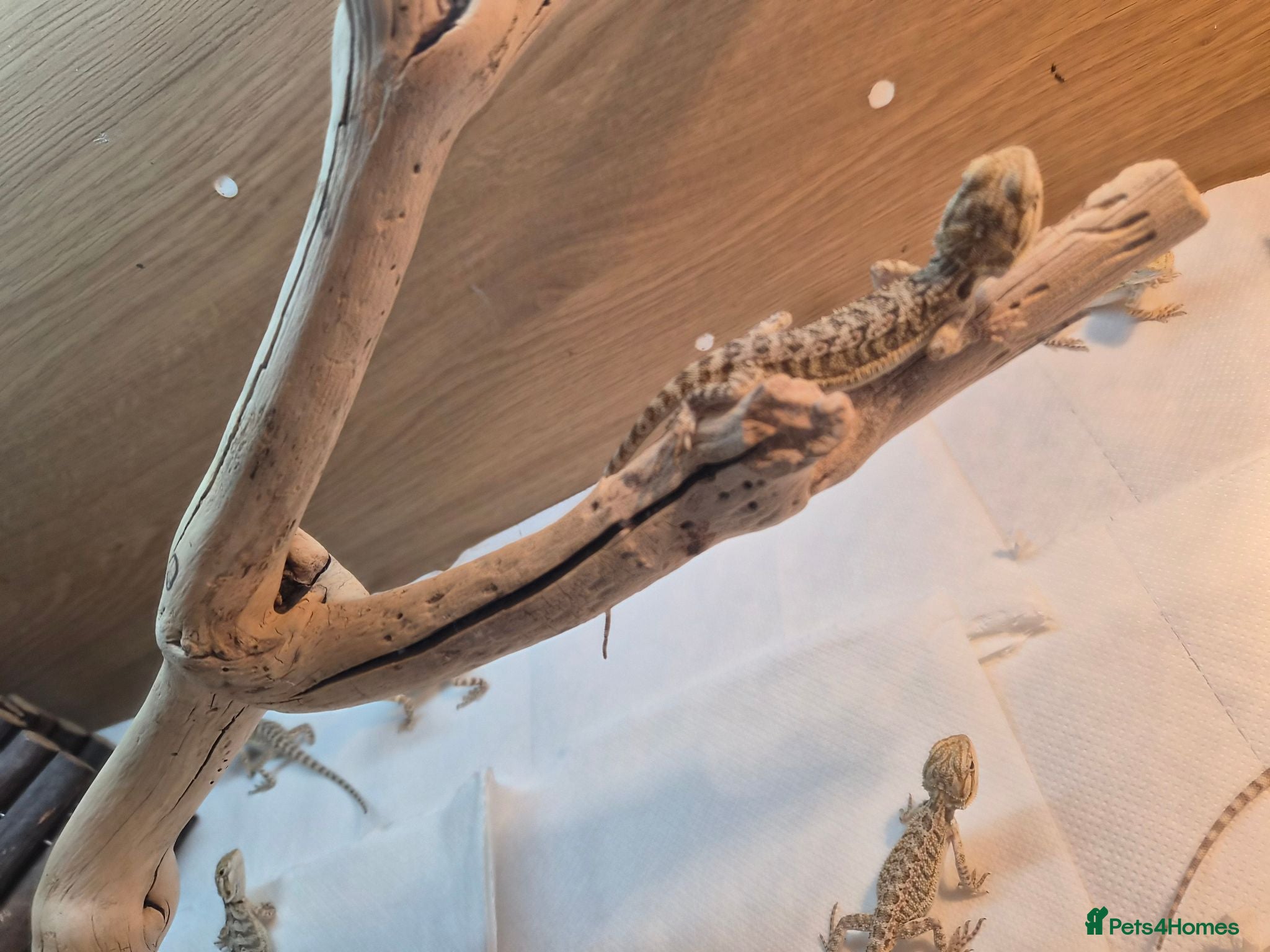 Bearded Dragon reptiles Bearded dragon babies  - Advert 1