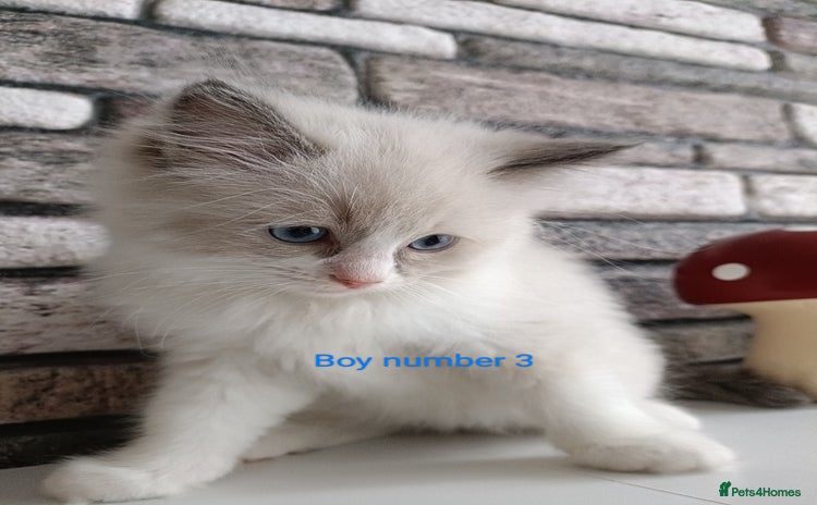 Ragdoll cats Pure lovely ragdoll 🐱 - Advert 16