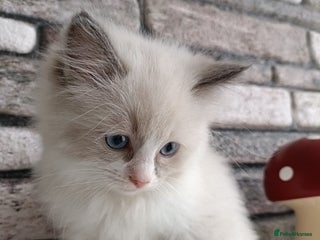 Ragdoll cats Pure lovely ragdoll 🐱 - Advert 5